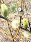 Willow, Salix alba, Weide