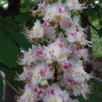 White Chestnut, Aesculus hippocastanum, Rosskastanie
