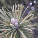 Pine, pinus sylvestris, Kiefer